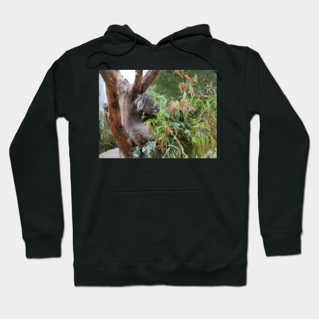 Koala bear having a nap Hoodie by fantastic-designs